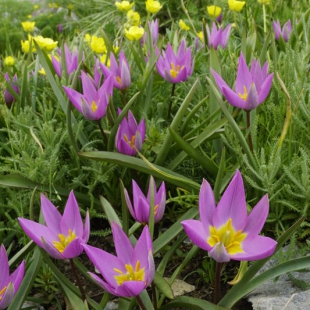 Tulipa humilis